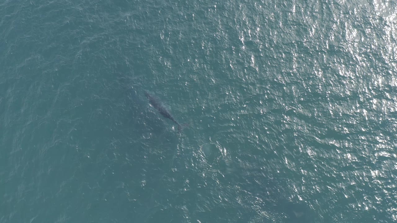 Aerial view in Baja California Sur, Mexico with the whale slightly farther across the frame under shimmering water and no visible people or vessels.