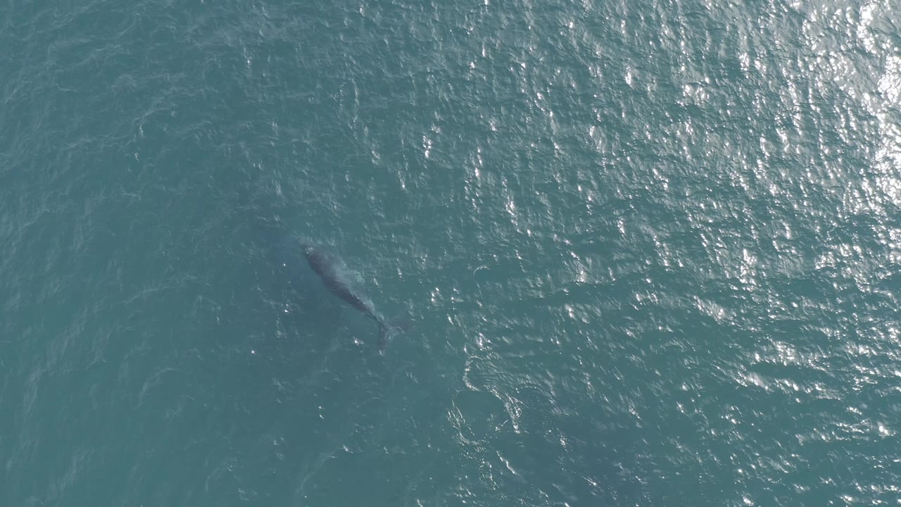 Overhead Baja California Sur whale frame with stronger sun sparkle on the right side of the blue-green water and no visible people.
