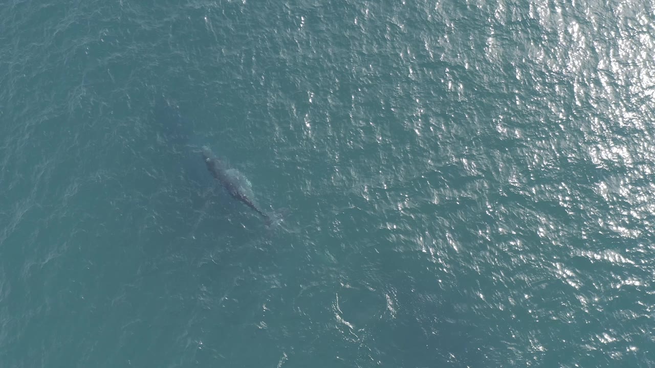 Aerial frame from Baja California Sur, Mexico showing the whale under a broad patch of rippled water, with no shoreline, boats, or visible people.