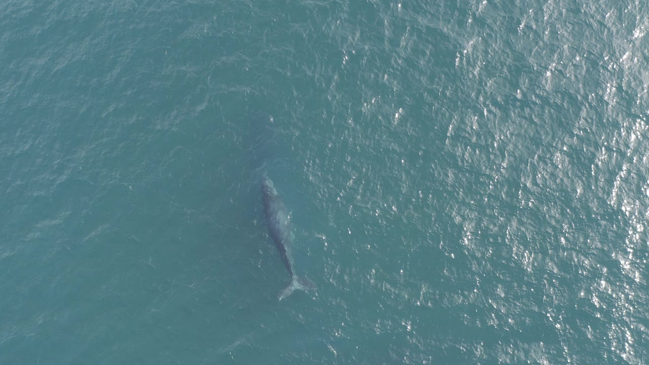 Overhead view in Baja California Sur, Mexico of a large dark marine animal just below blue water, with bright surface reflections to the right and no visible people.