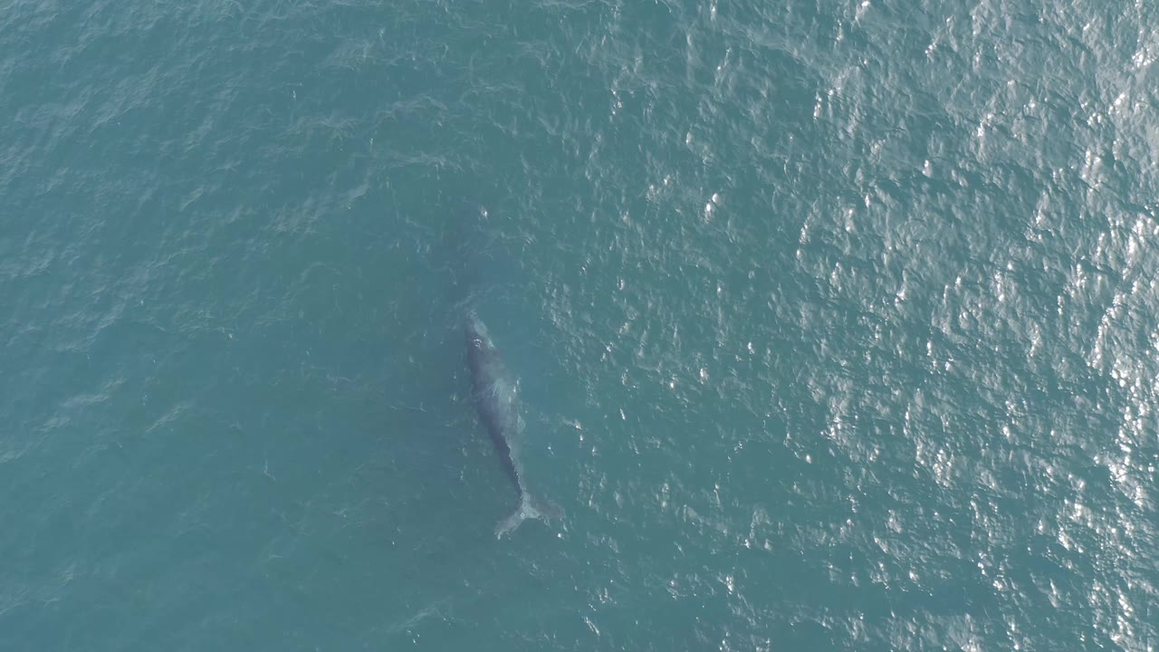 The marine animal remains below the turquoise surface in Baja California Sur, Mexico, slightly left of the brightest water shimmer, with no visible people.