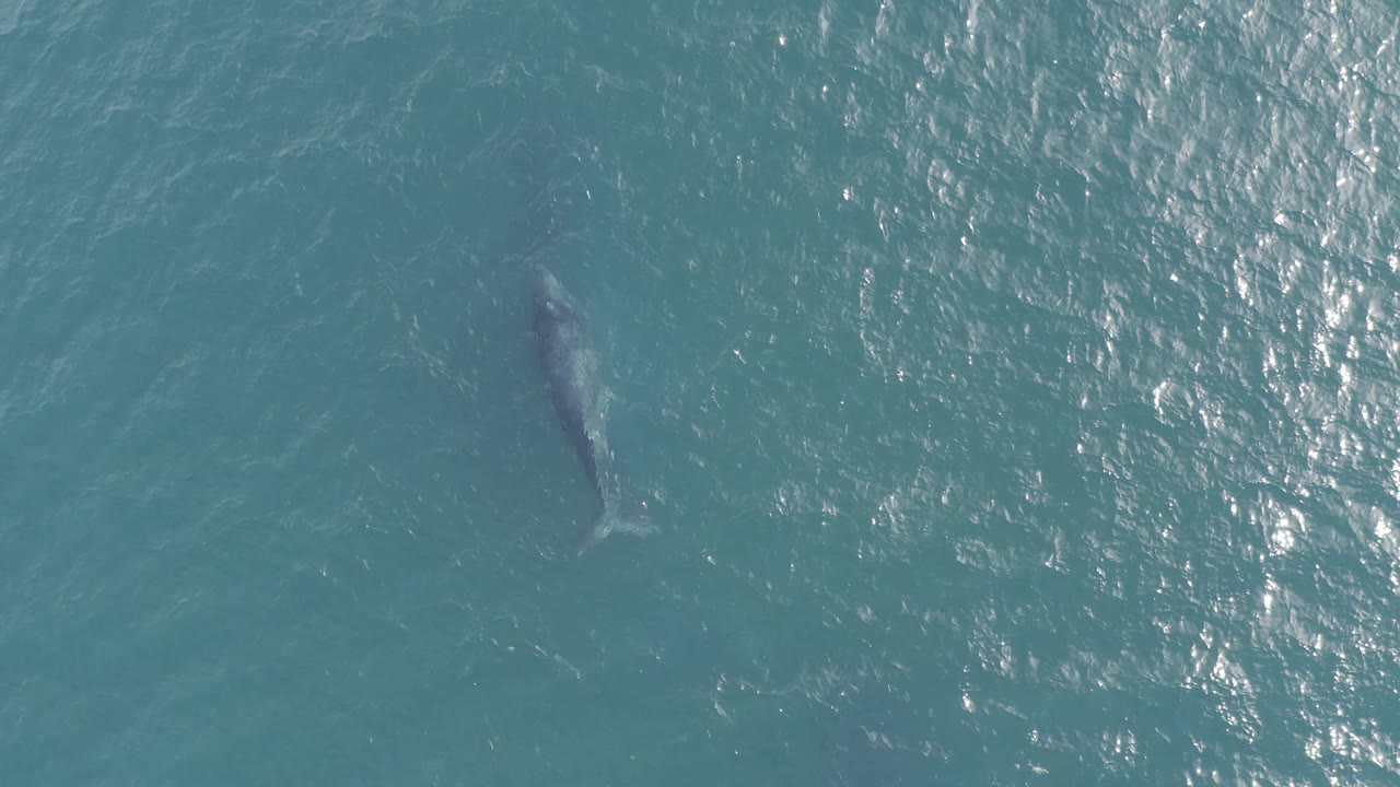 Overhead frame of the dark marine animal farther right in the open blue sea off Baja California Sur, Mexico, with textured ripples and no visible people.