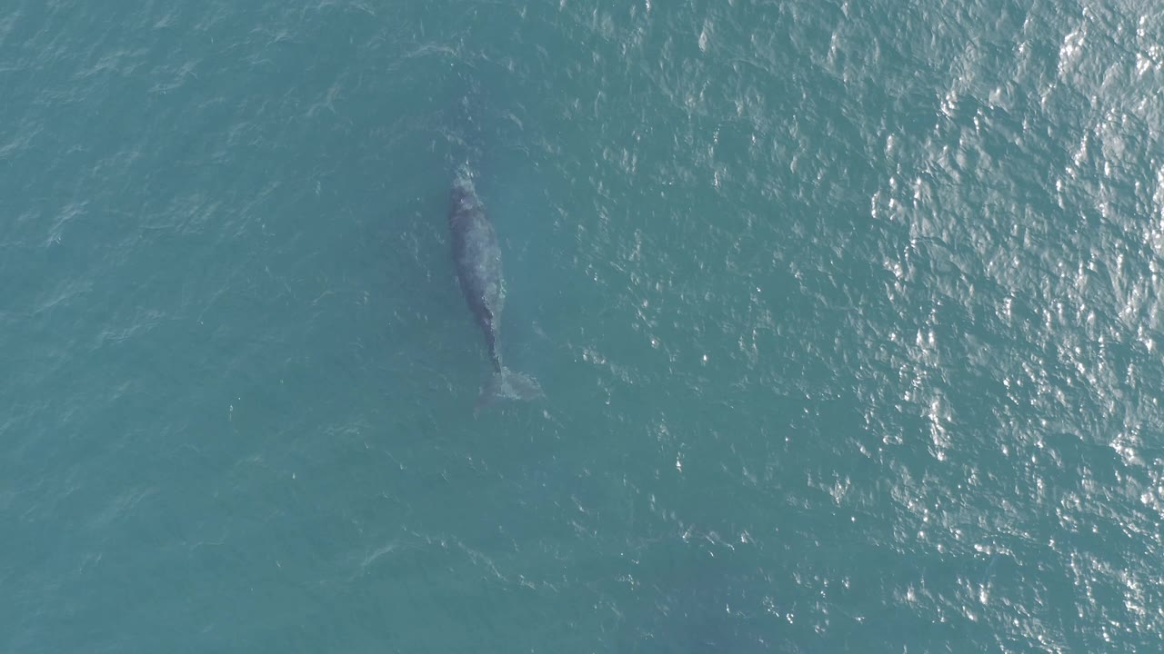 A large dark marine animal with a visible tail shape sits below the blue water surface in Baja California Sur, Mexico, with bright ripples on the right and no visible people.