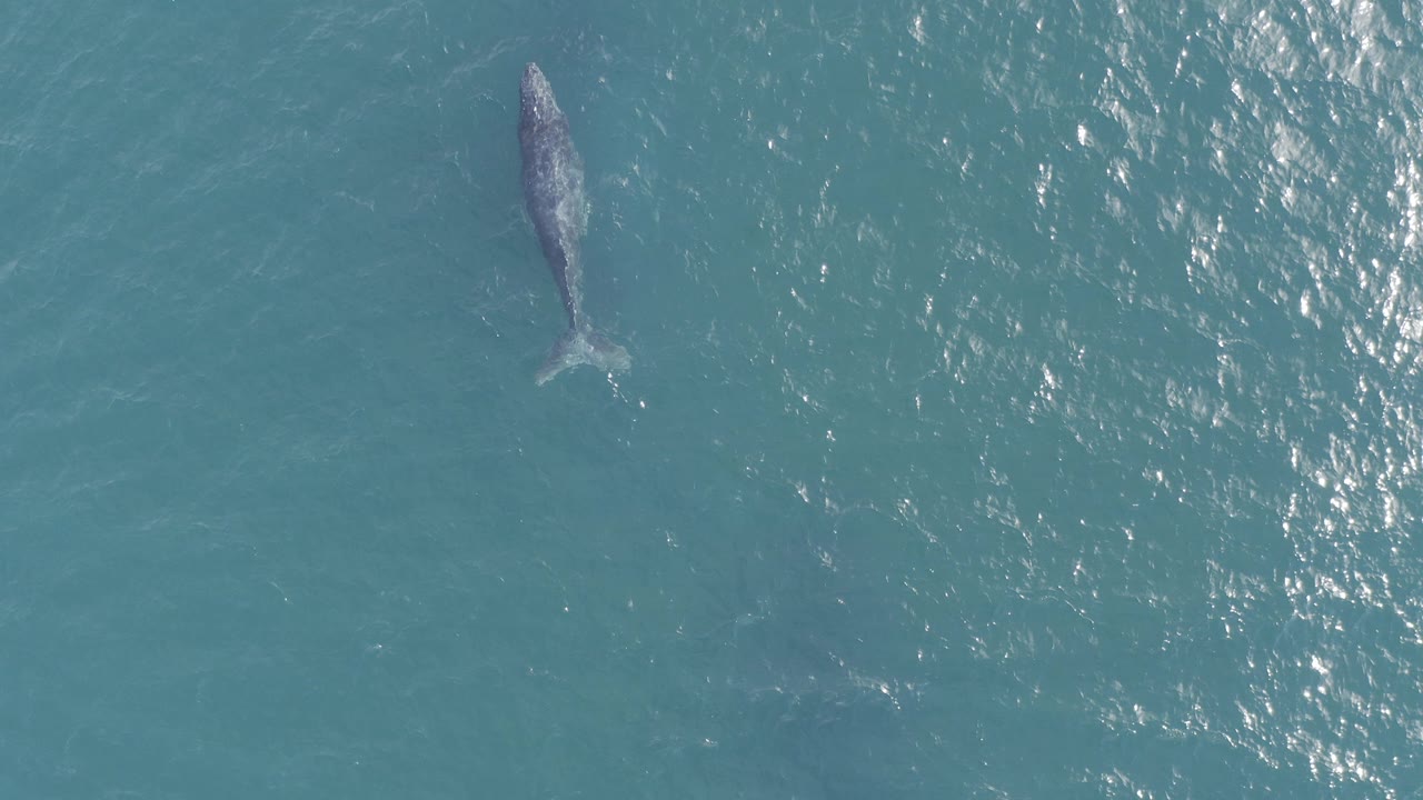 Large whale just below the surface in blue green ocean water.