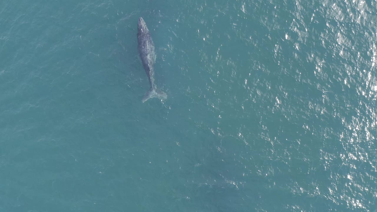 Aerial frame of the whale centered left in Baja California Sur water, with the body darker under the surface and a field of sunlit ripples on the right, no visible people.