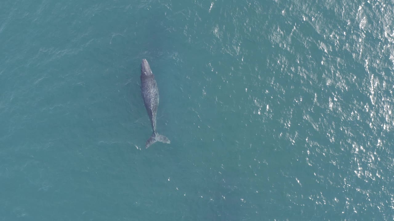 Top-down drone view of the whale angled downward in blue green Baja California Sur water, with the tail clearly visible and bright surface texture to the right, no visible people.