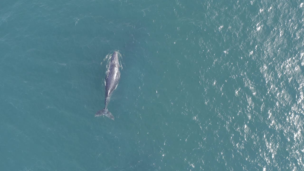 Overhead view in Baja California Sur, Mexico, with the whale lower on the left side of the frame, surrounded by clear blue green water and a broad band of glare to the right, no visible people.