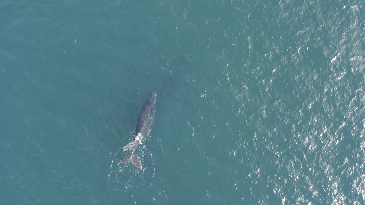 Overhead aerial frame from Baja California Sur, Mexico, showing a lone whale near the left side of blue-green water with a small pale wake at its tail and no visible people.