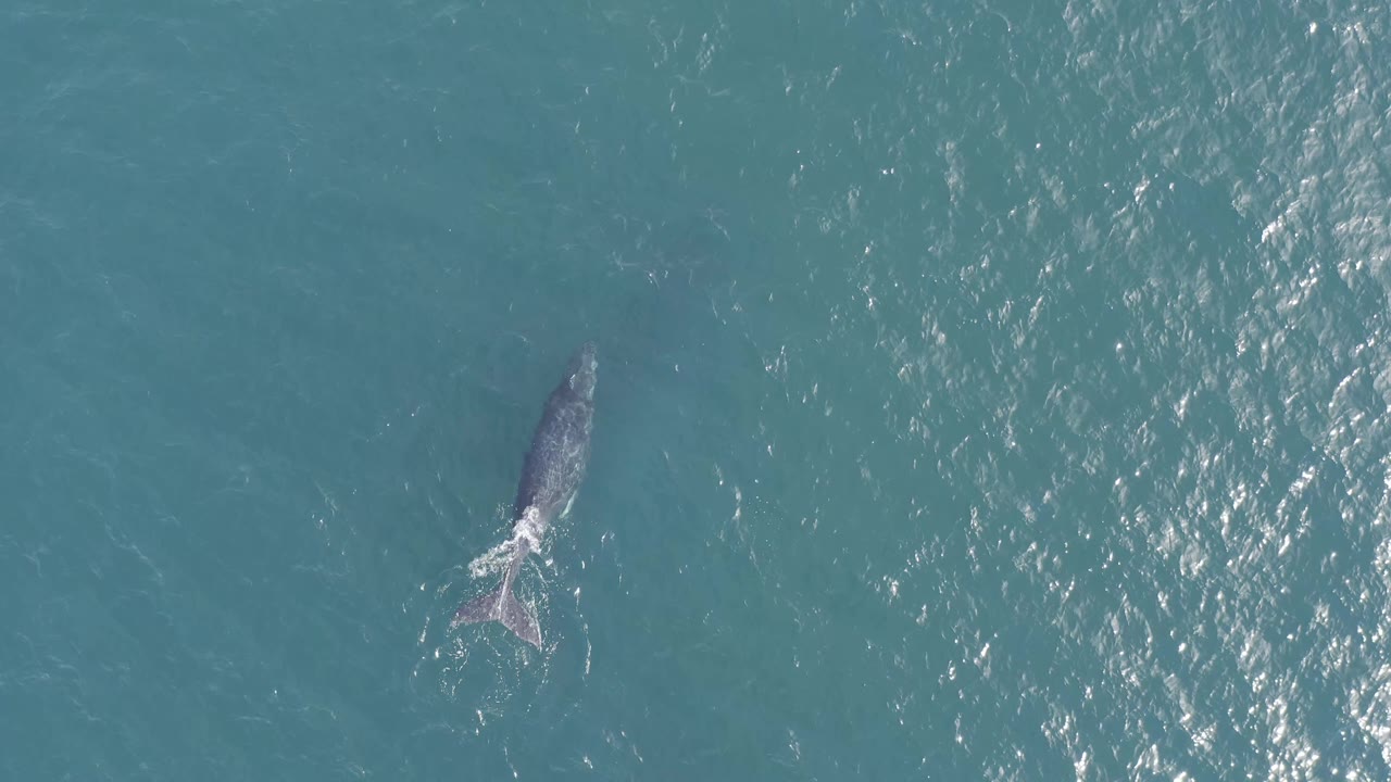 Whale below the surface with bright water reflections beside it.