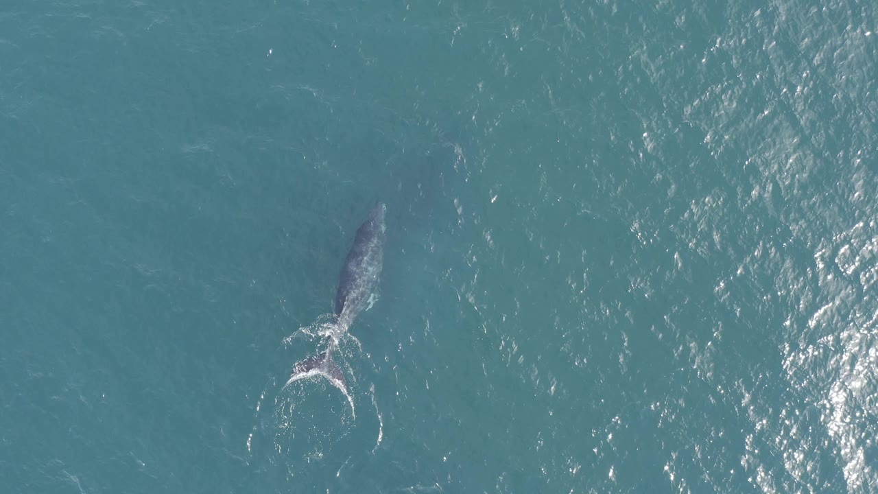 Overhead aerial frame from Baja California Sur, Mexico, showing the whale higher in the frame as pale turbulence curls around its tail in blue-green water and no visible people.