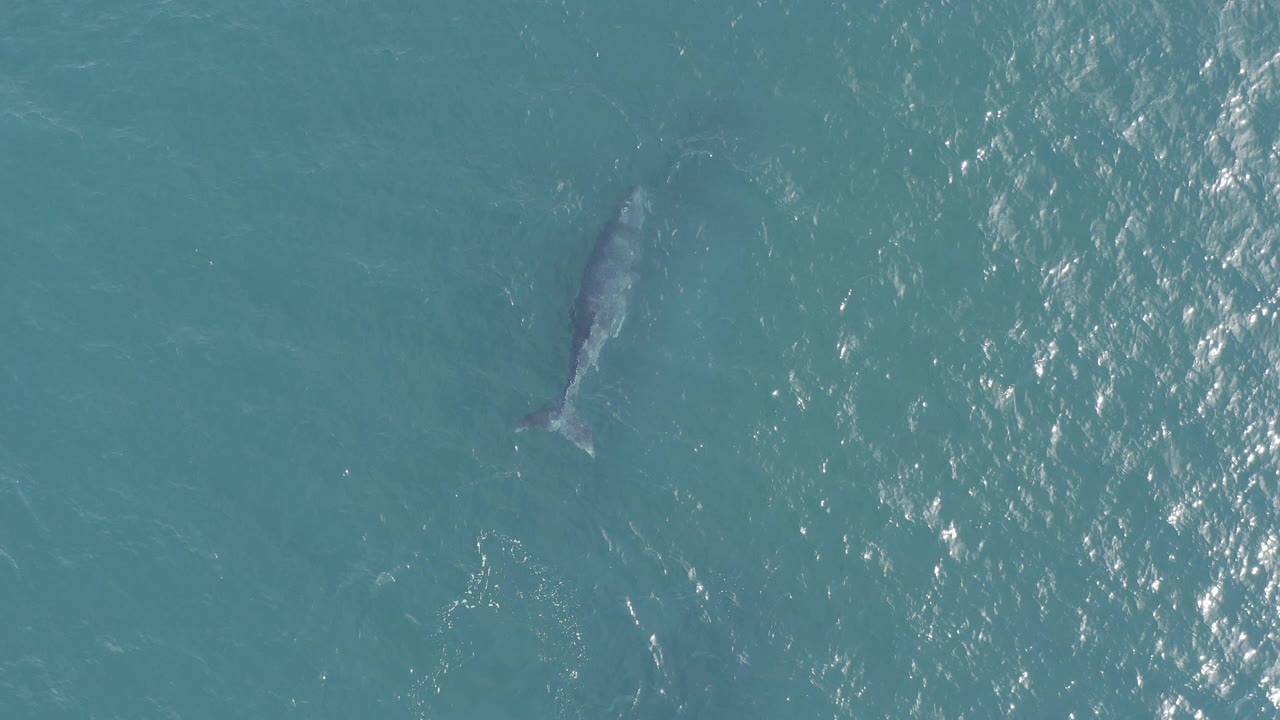 Aerial frame of a dolphin just below the blue-green sea surface in Baja California Sur, Mexico, with bright ripples to the right and no visible people.
