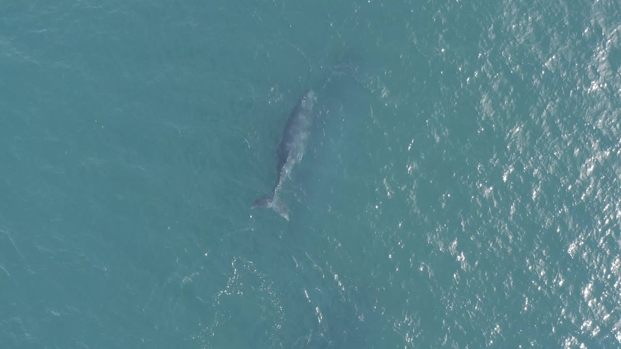 Top-down aerial view of the dolphin under rippled blue water in Baja California Sur, Mexico, with the animal angled through the frame and no visible people.