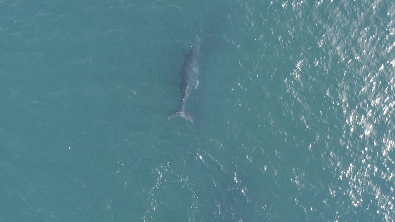 Aerial view of the dolphin near the upper frame area in Baja California Sur, Mexico, with scattered white sun sparkle across the water and no visible people.