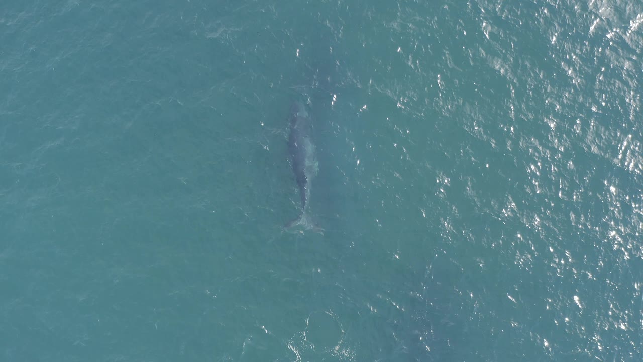 Aerial frame of the dolphin lower in the blue-green water in Baja California Sur, Mexico, with stronger glare bands to the right and no visible people.