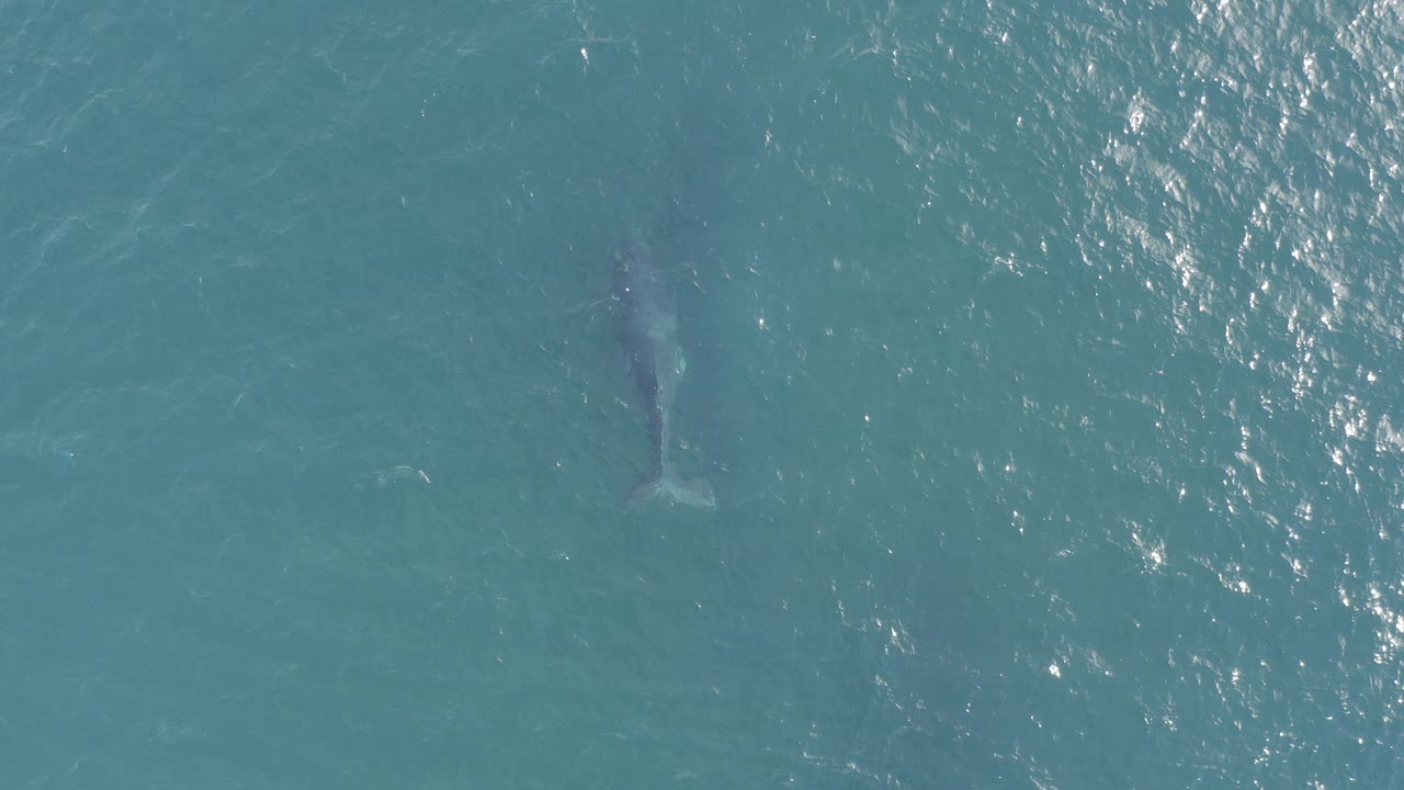 Overhead view of a whale faintly visible beneath blue-green water in Baja California Sur, Mexico, with scattered sun reflections and no visible people.
