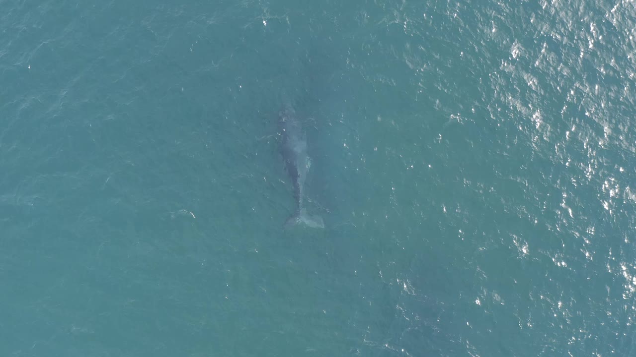 Aerial frame of the whale moving under teal ocean water in Baja California Sur, Mexico, with a bright patch of surface sparkle to the right and no visible people.