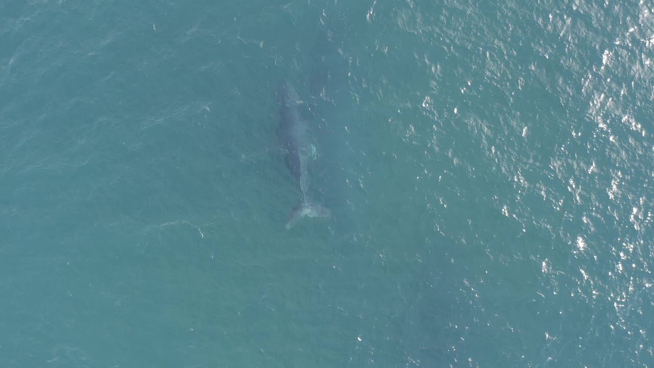 Top-down view of a whale silhouette below the blue-green sea in Baja California Sur, Mexico, with heavier sun shimmer across the upper right and no visible people.