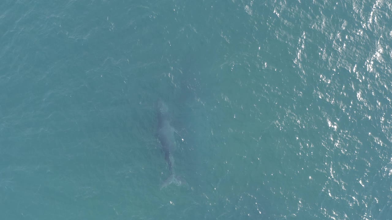 Overhead aerial view of the whale faintly visible below turquoise water in Baja California Sur, Mexico, with a wide vertical area of glare and no visible people.