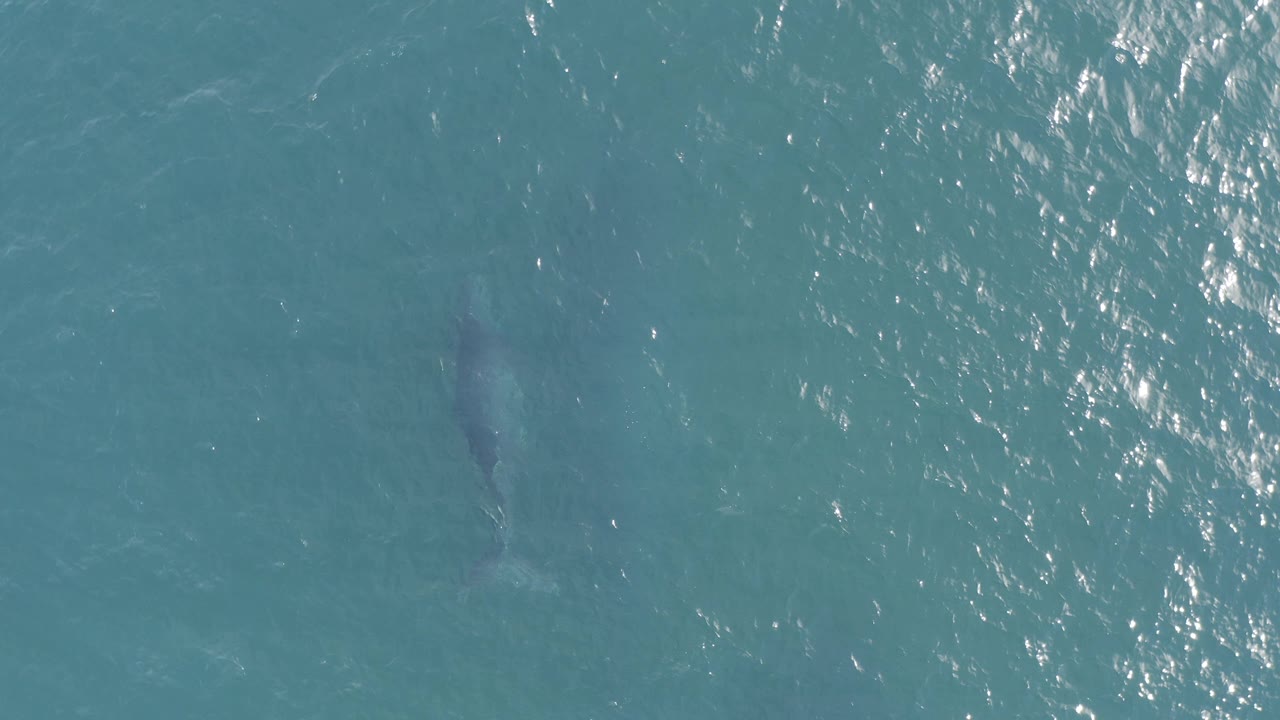 Large gray marine animal under blue-green water with sun glare.