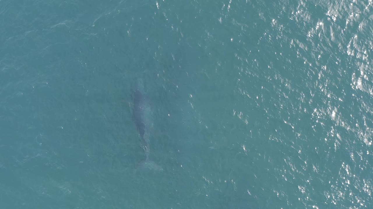 The gray marine animal sits nearer the center of the overhead Baja California Sur frame, softened by shallow blue water and scattered surface highlights, with no visible people.