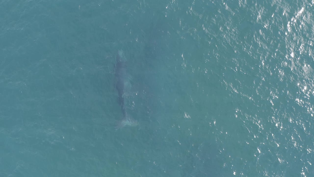 A gray marine animal remains visible beneath open blue water in Baja California Sur, Mexico, with a brighter band of sunlit ripples running along the right edge and no visible people.