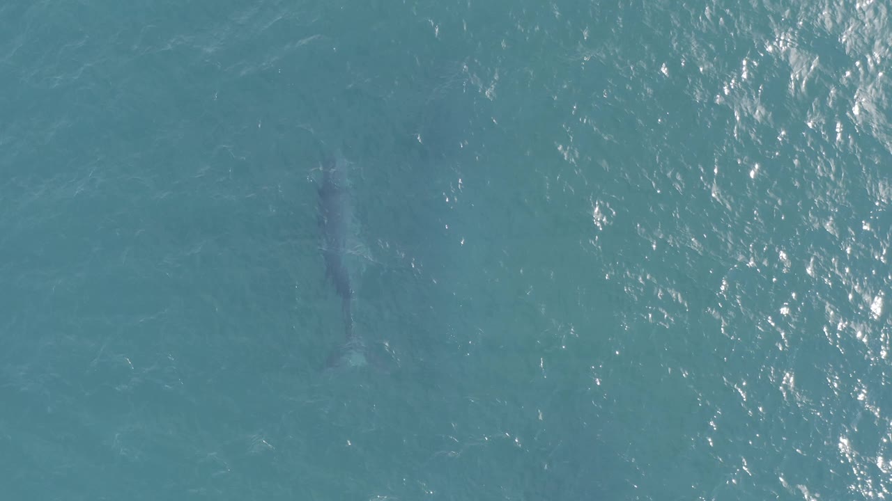 The animal appears lower in the overhead view, its pale gray body shape visible through blue-green Baja California Sur water with fine chop and no visible people.