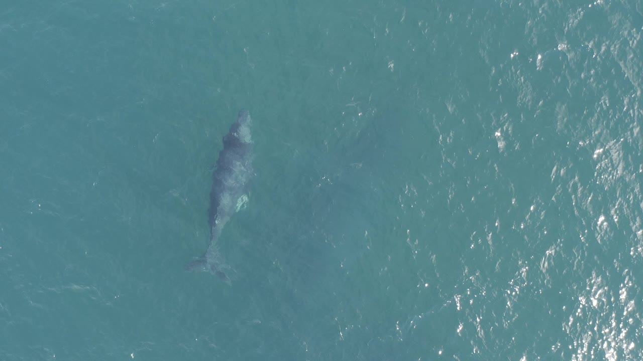 Overhead view of a whale beneath blue-green ocean water