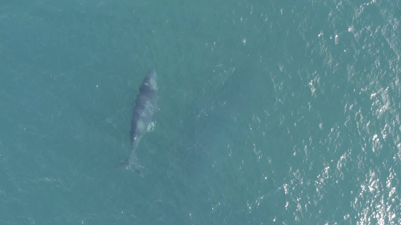 A whale appears left of center under turquoise water in Baja California Sur, Mexico, with bright surface ripples to the right and no visible people.