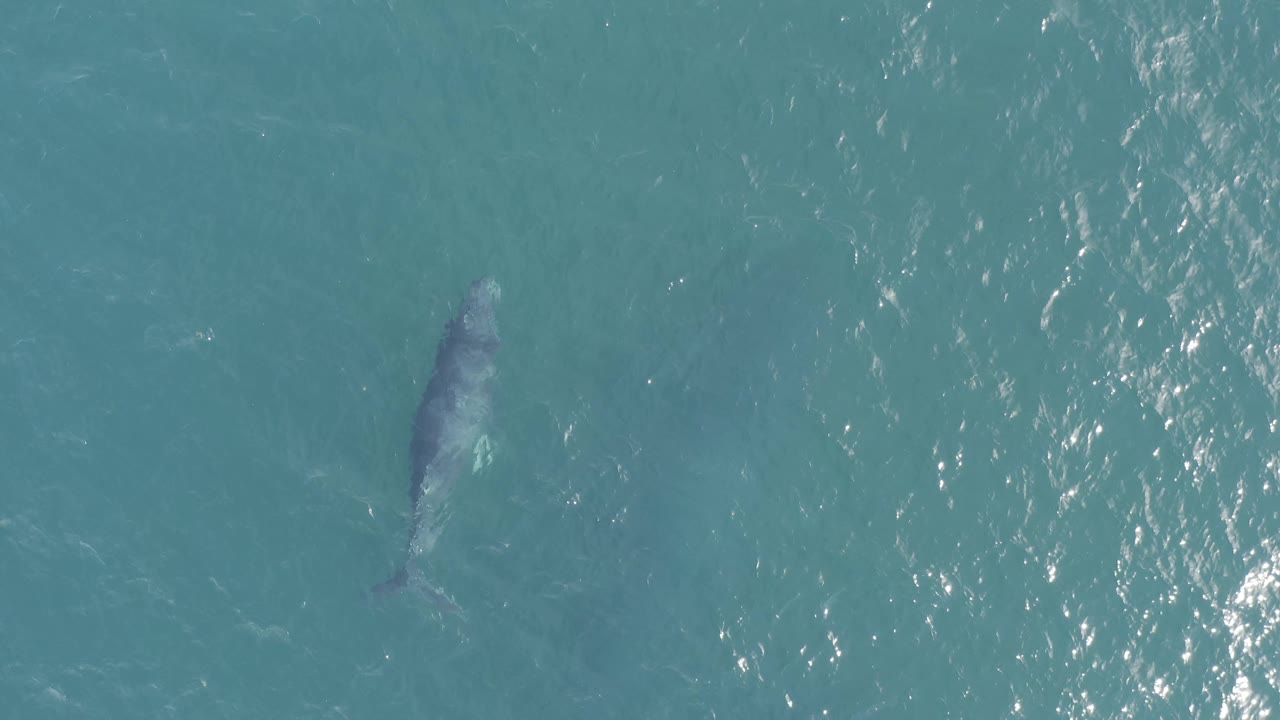 The whale sits higher in the frame beneath clear Baja California Sur water, with a broad patch of sunlit texture across the right half and no visible people.