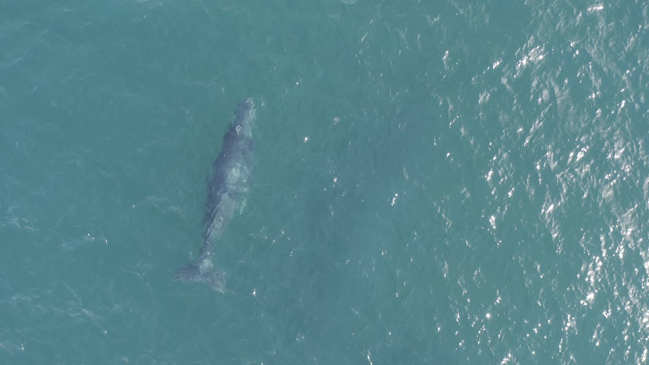 An aerial frame shows the whale farther left in blue-green ocean off Baja California Sur, Mexico, with faint wake texture and no visible people.