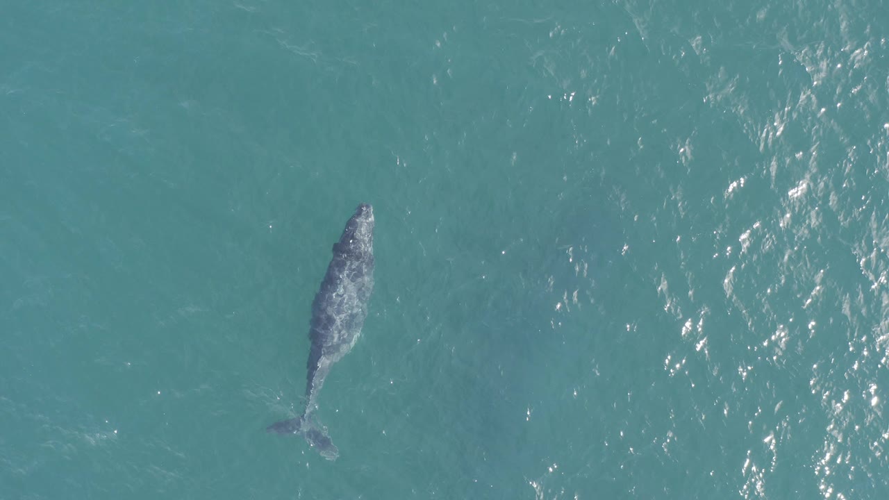 Overhead view of a whale swimming near the left side of blue-green water in Baja California Sur, Mexico, with sun glints on the surface and no visible people.
