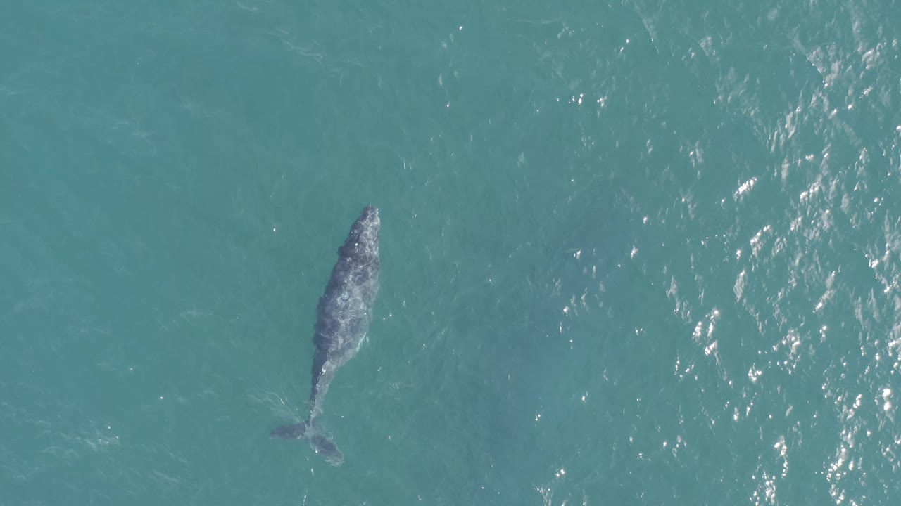 A whale remains centered left in the overhead frame, surrounded by textured blue-green ocean water in Baja California Sur, Mexico, with no visible people or vessels.