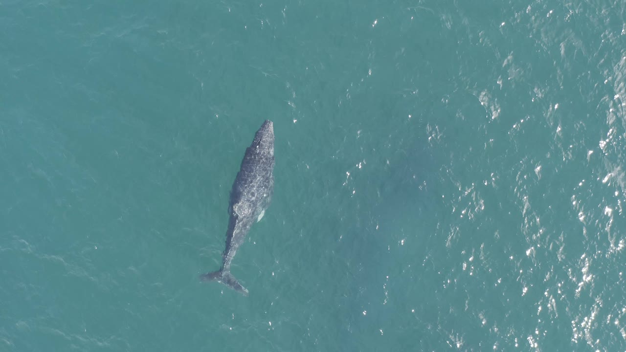 The whale appears higher in the overhead composition as bright water reflections cluster to the right in Baja California Sur, Mexico, and no people are visible.