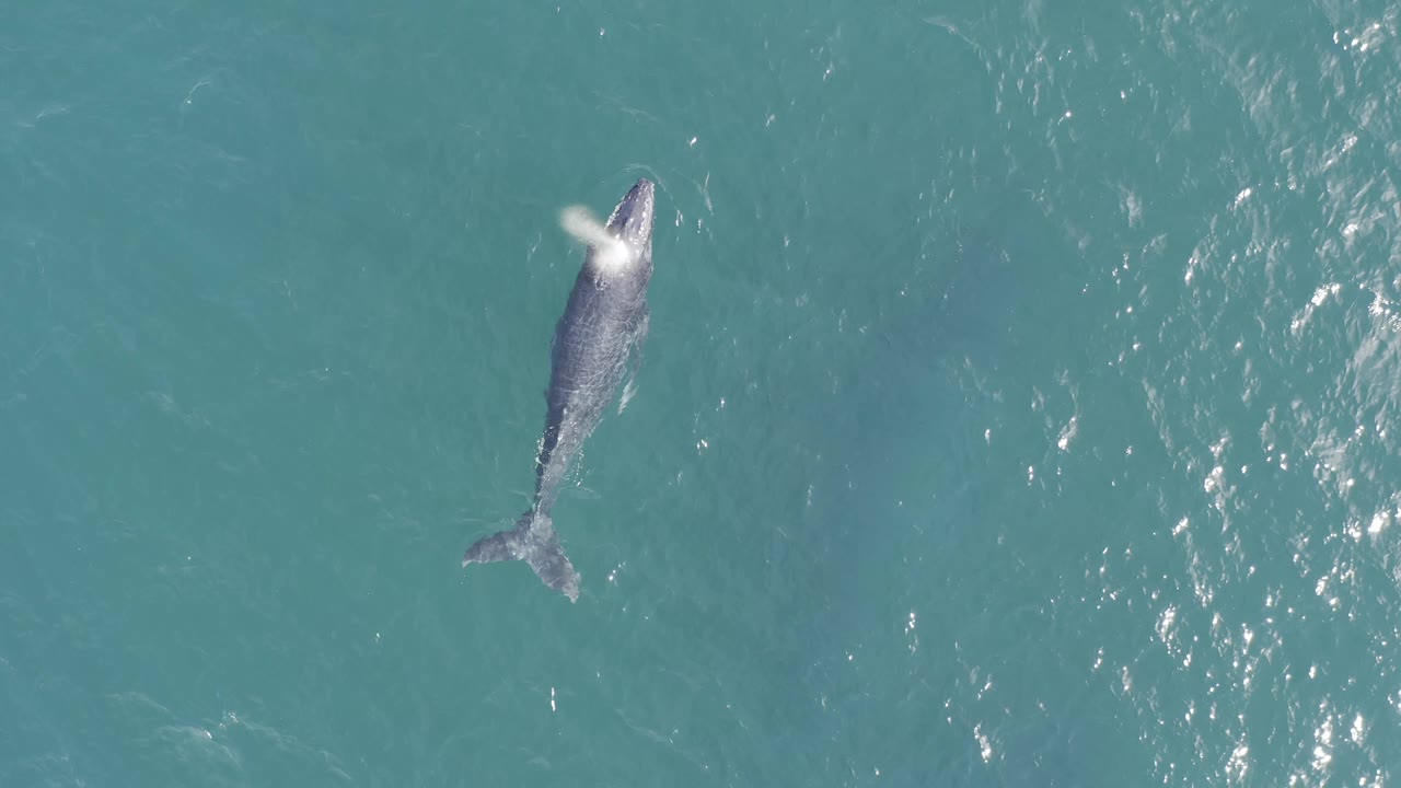 A white spout appears at the whale's head in an overhead view of blue-green water in Baja California Sur, Mexico, with the animal angled through the frame and no visible people.