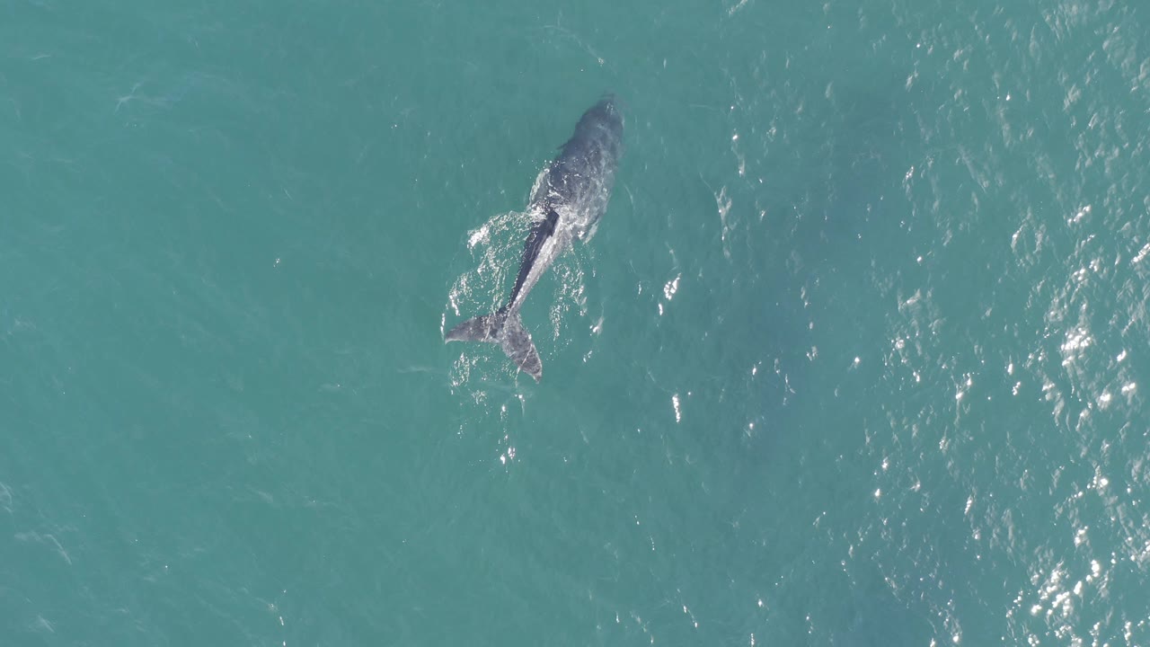 Overhead view of a dark marine animal below turquoise water
