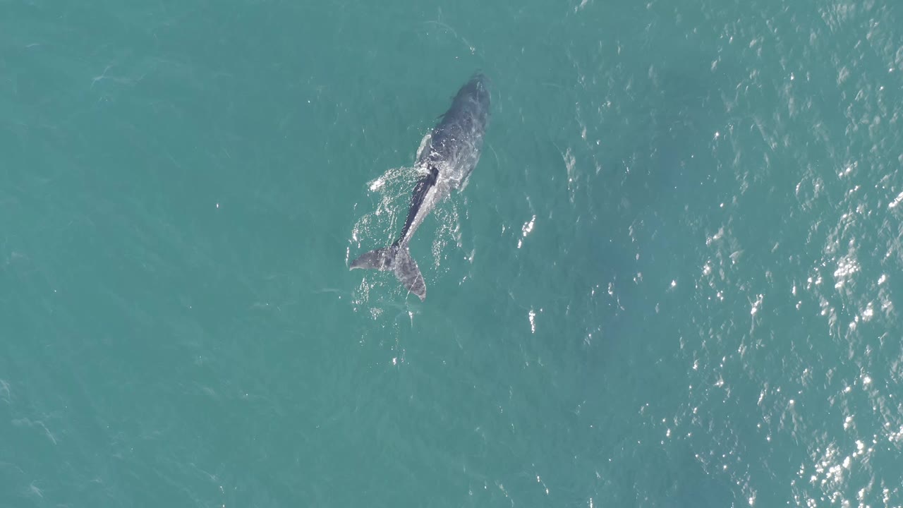Aerial Baja California Sur frame with the dolphin or whale still near the top left, its body and tail partly visible beneath bright rippled turquoise water, with no visible people.