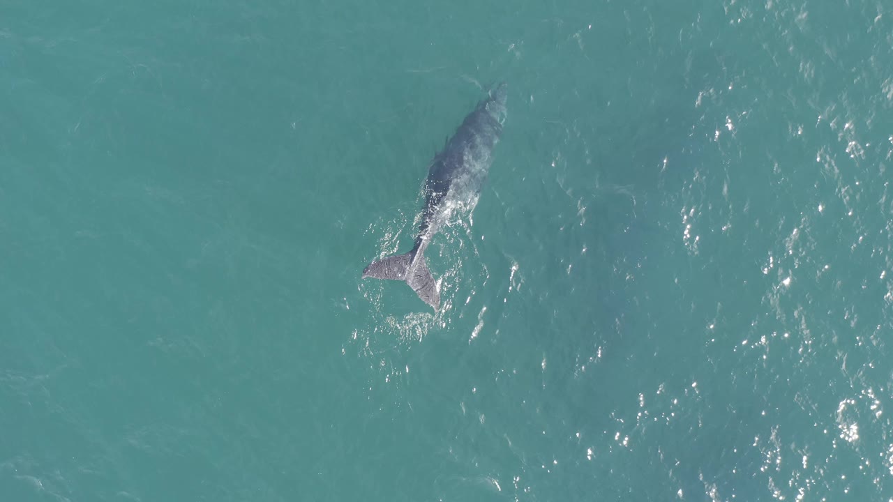 Overhead view in Baja California Sur, Mexico, with the dark dolphin or whale higher in frame and its tail area visible through the clear water, with no visible people.