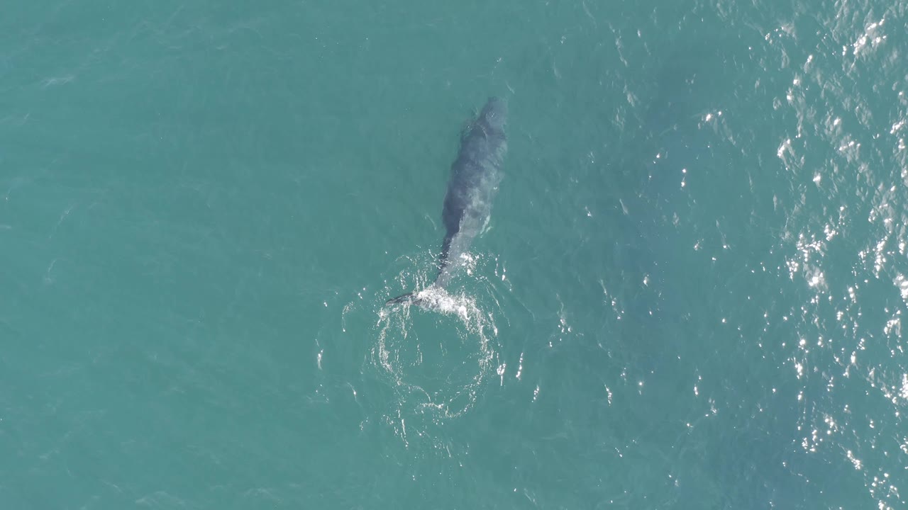 Aerial frame from Baja California Sur, Mexico, showing the dolphin or whale lower in the composition with a circular patch of white disturbance behind it and no visible people.