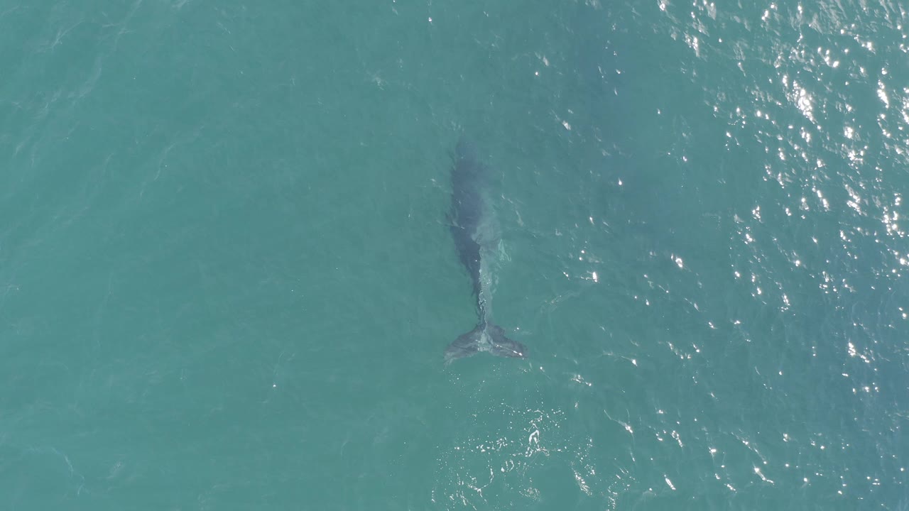Overhead view of a lone shark just under turquoise water in Baja California Sur, Mexico, with sun flecks on the surface and no visible people.