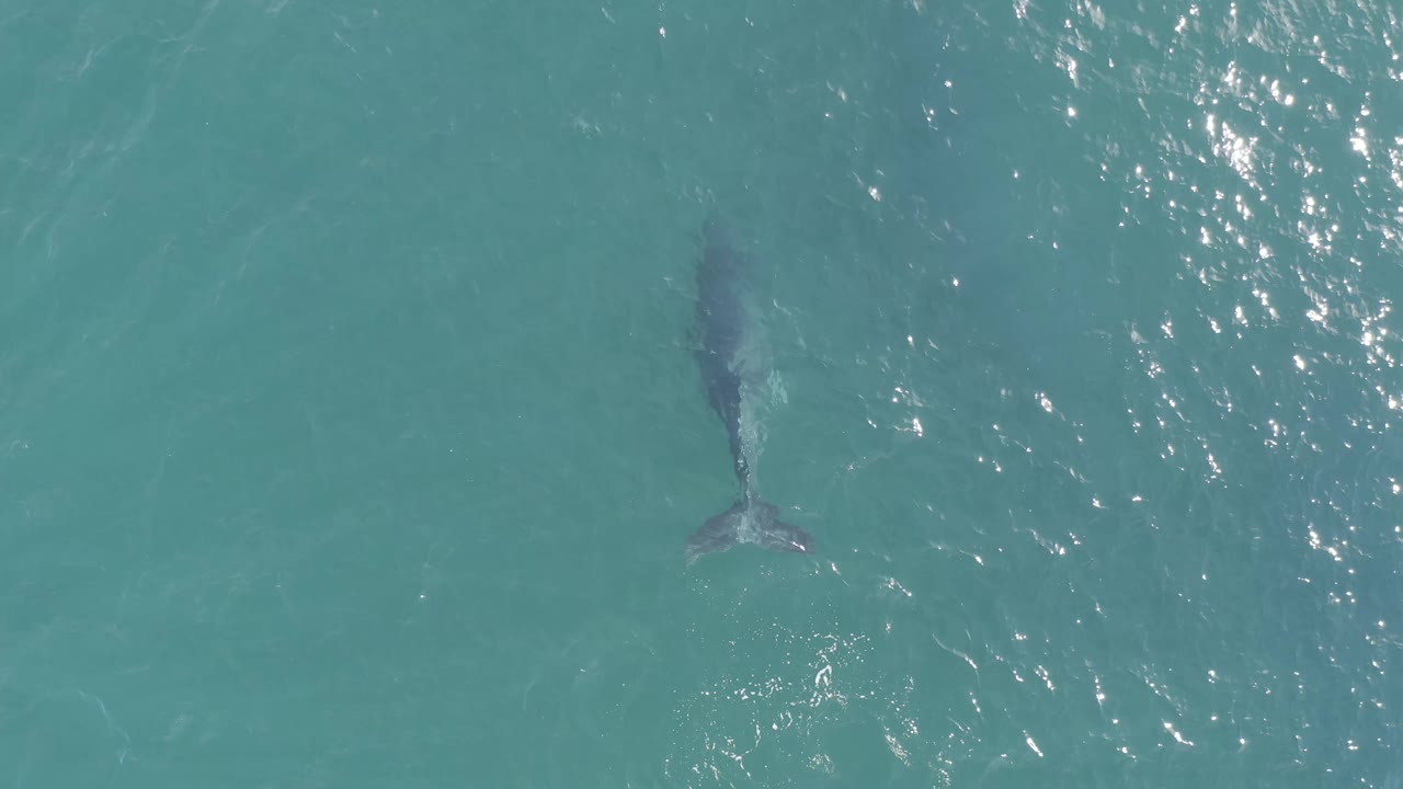 Shark silhouette below rippled blue water