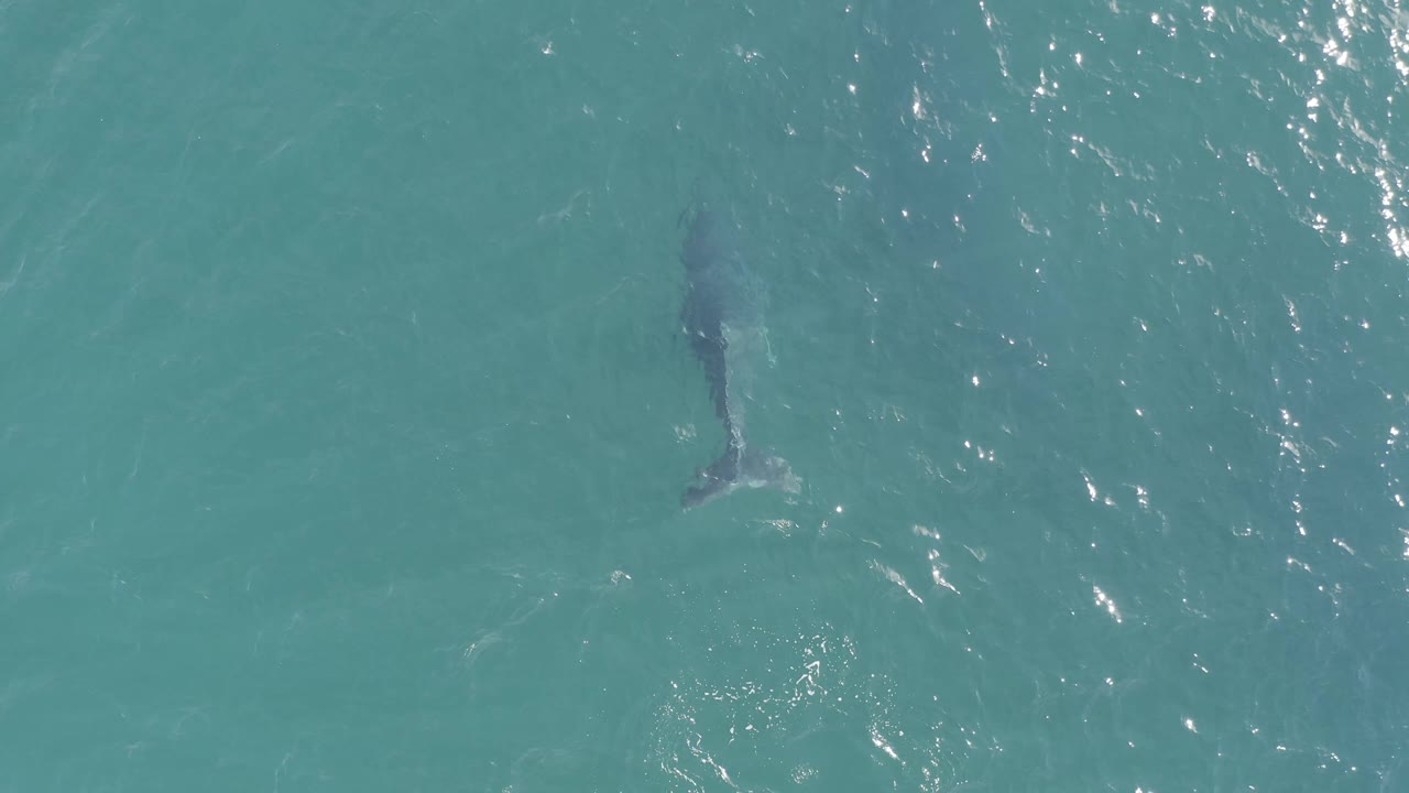 The shark appears slightly higher in the frame beneath clear turquoise water in Baja California Sur, Mexico, with scattered white surface reflections and no visible people.