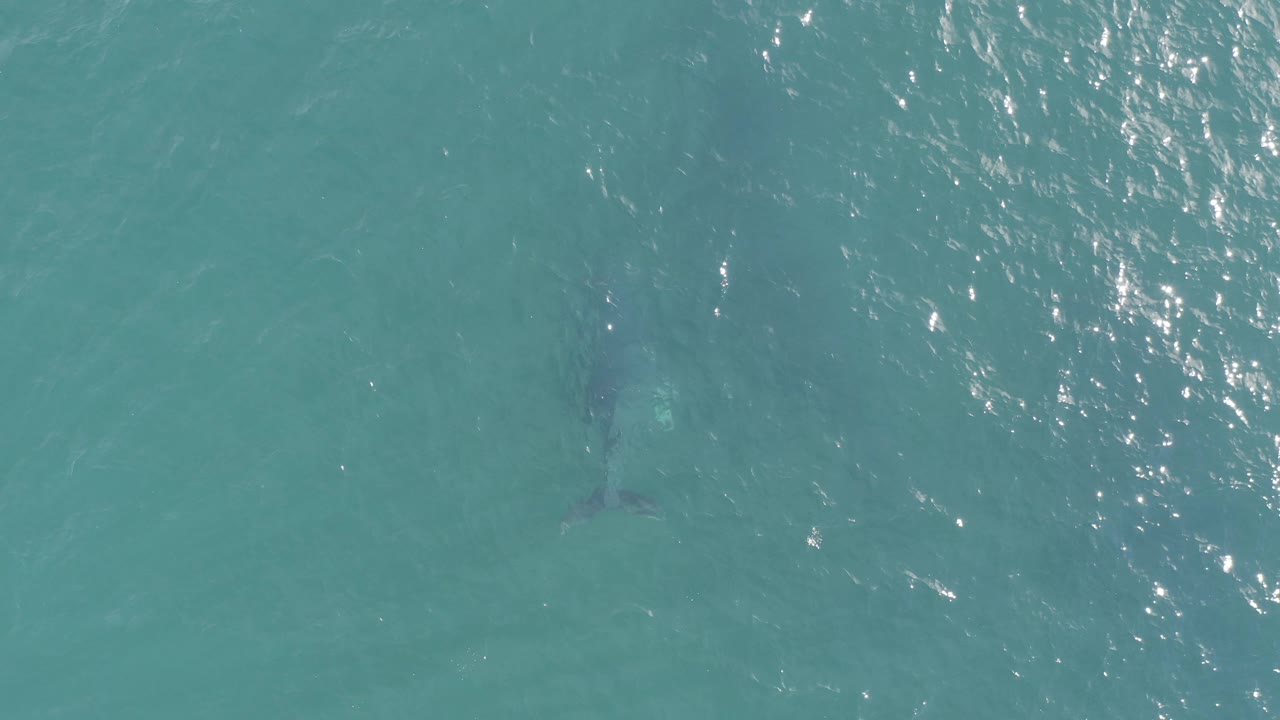 Top-down view of turquoise water in Baja California Sur, Mexico, with a faint dark fish-like shape below the surface and no visible people.