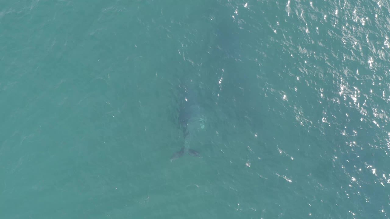 Blue-green ocean water in Baja California Sur, Mexico, with bright surface shimmer and a dim fish-like form just under the water, with no visible people.