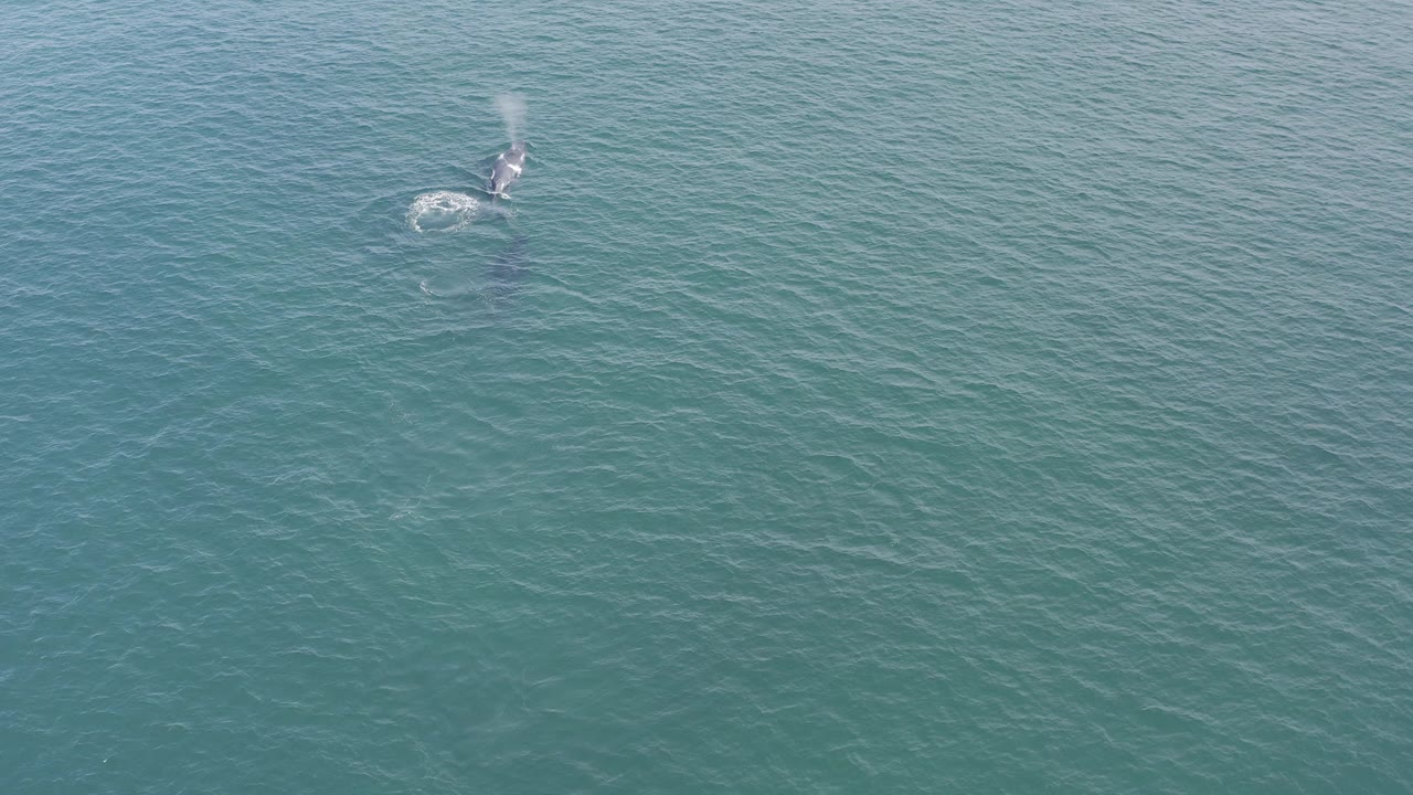 Overhead view of a whale near the surface in Baja California Sur, Mexico, with a small white burst of spray and no visible people.