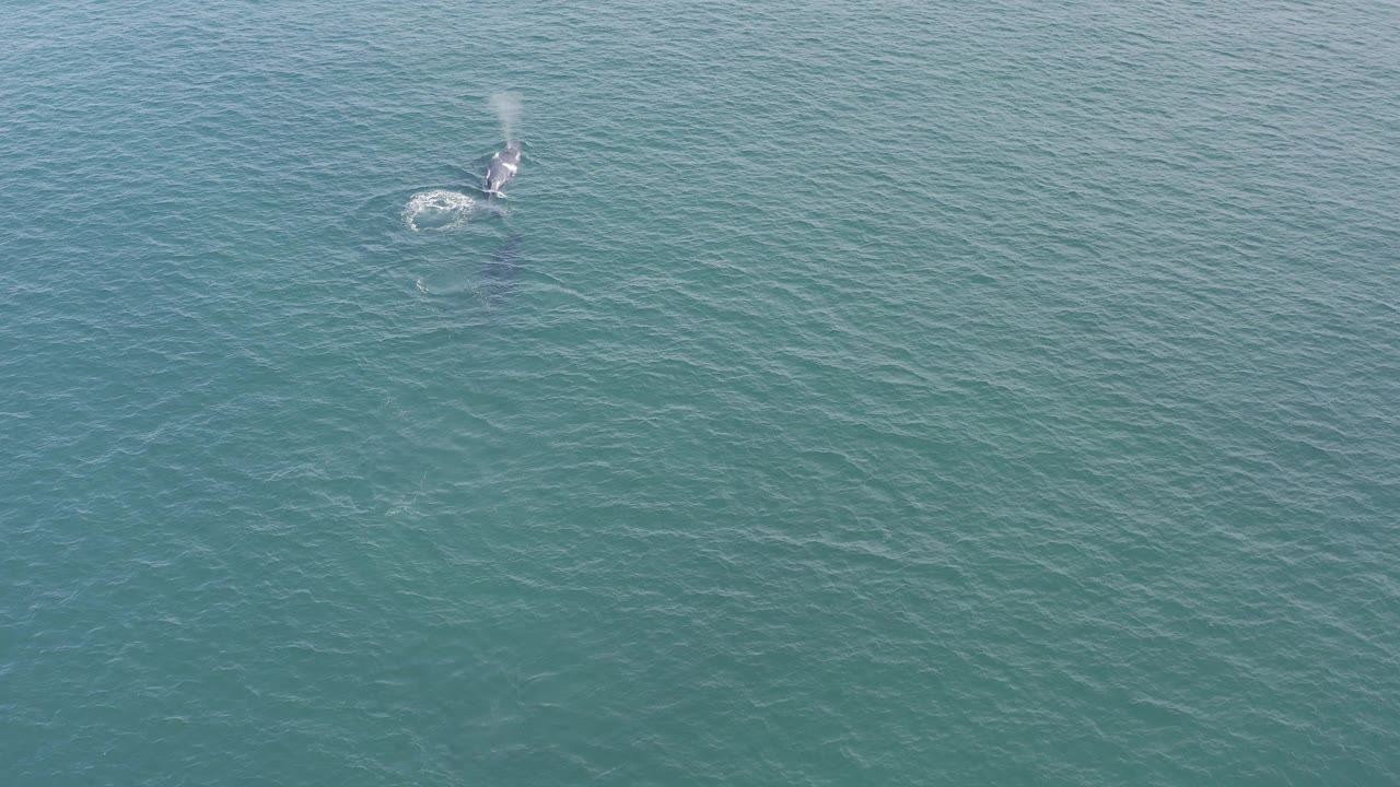 Whale moving beneath the surface with a pale wake behind it.