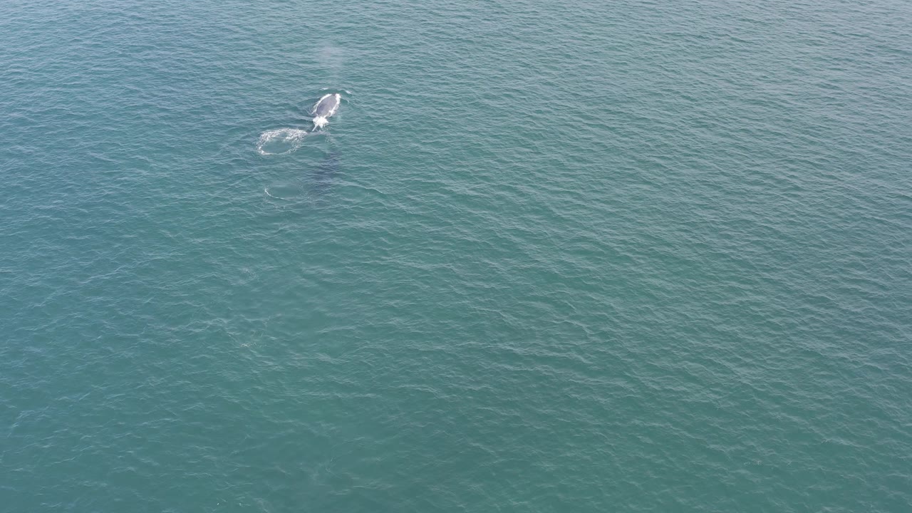 High aerial view in Baja California Sur, Mexico, showing the whale farther across the frame with bright spray marks and no visible people.