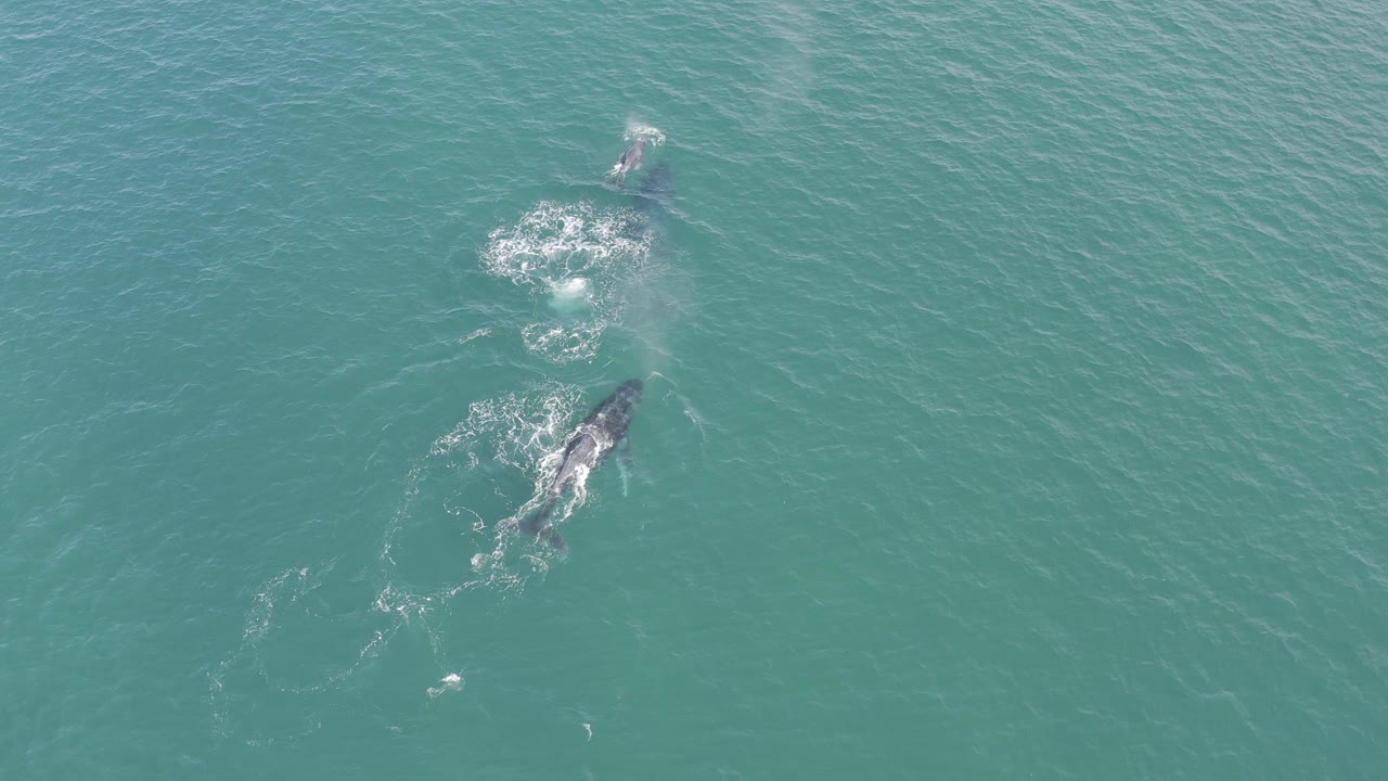 Overhead view of two whales in blue-green water in Baja California Sur, Mexico, with white splashes around the lower whale and no visible people.