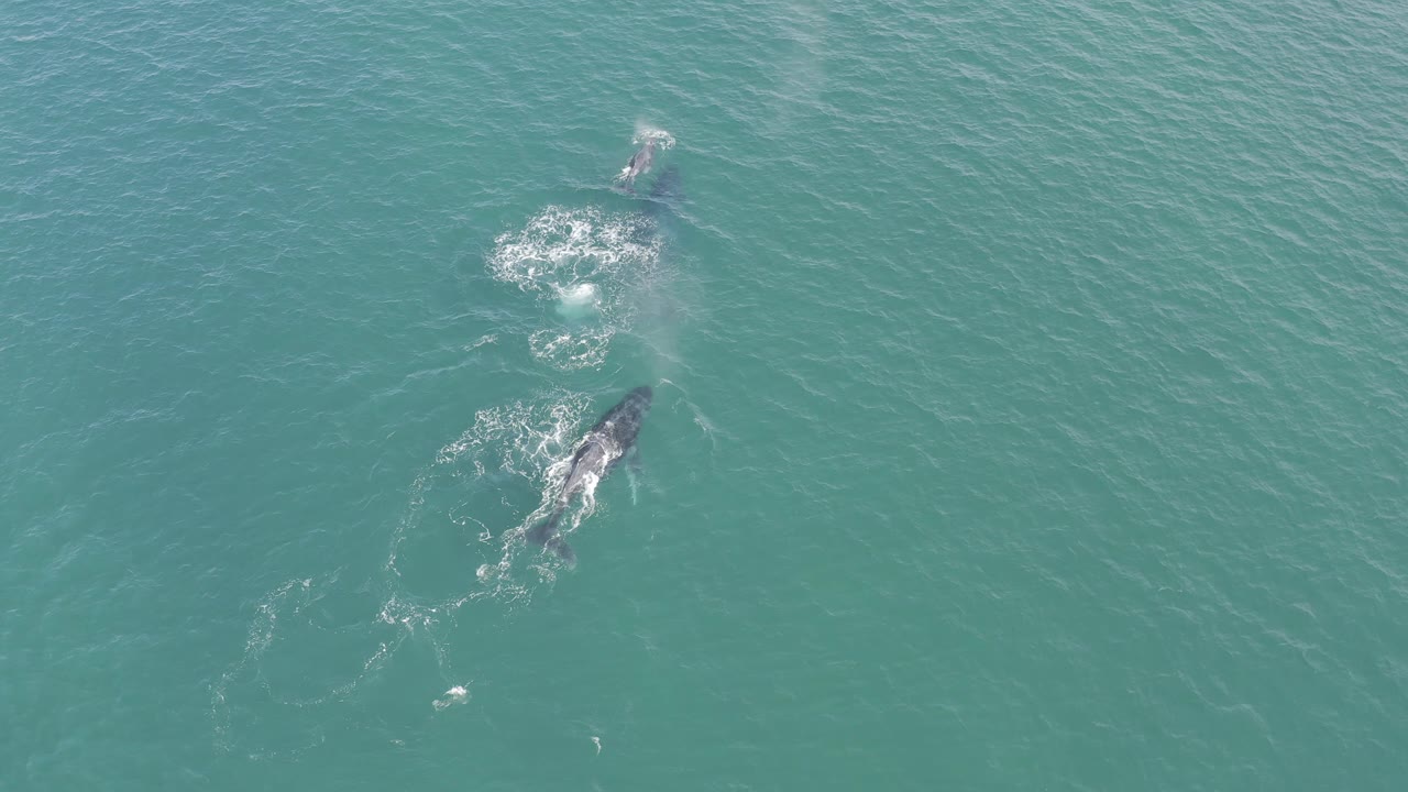 Pair of whales swimming under rippled ocean water.