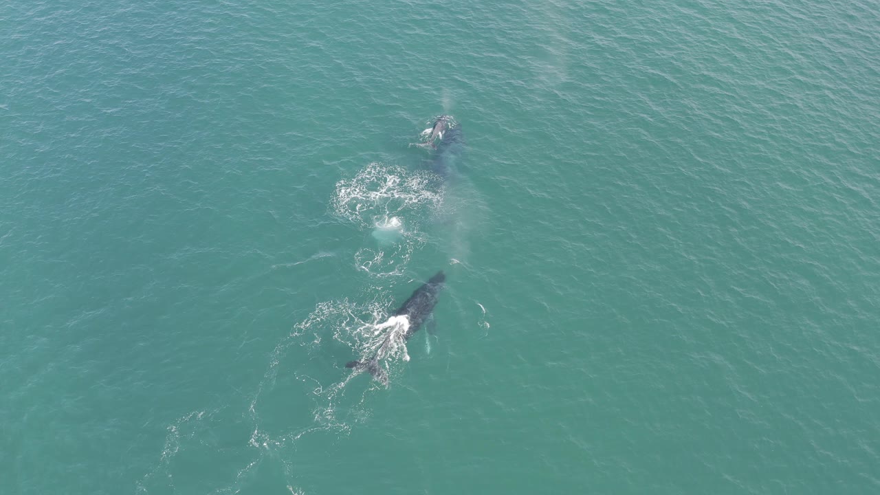 Aerial frame of two whales in Baja California Sur, Mexico, with small white wakes and open blue-green water around them, no visible people.