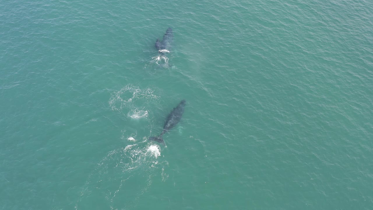 Two marine animals under blue-green water with circular surface disturbance.